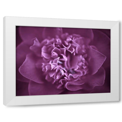Camellia Flower (Camellia japonica), close-up White Modern Wood Framed Art Print by Frank, Assaf