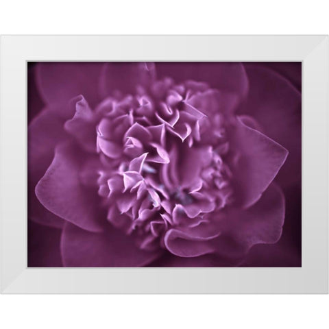 Camellia Flower (Camellia japonica), close-up White Modern Wood Framed Art Print by Frank, Assaf