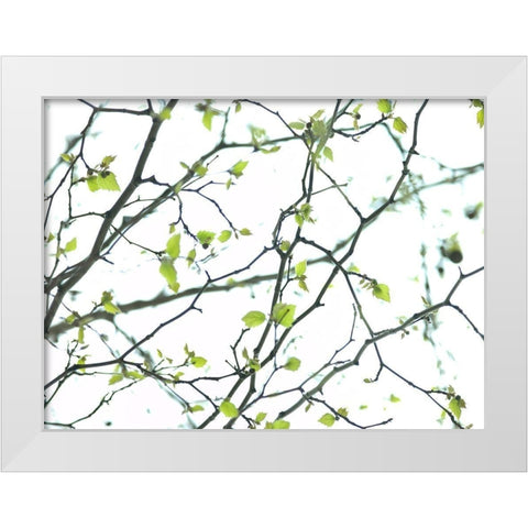 Tree branches White Modern Wood Framed Art Print by Frank, Assaf