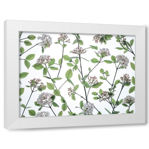 Viburnum Juddii flowers White Modern Wood Framed Art Print by Frank, Assaf