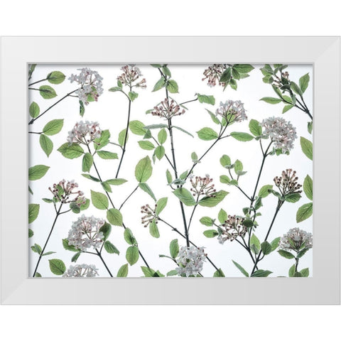Viburnum Juddii flowers White Modern Wood Framed Art Print by Frank, Assaf