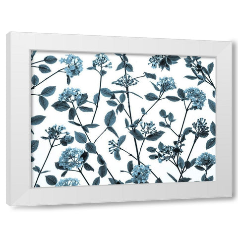 Viburnum Juddii flowers White Modern Wood Framed Art Print by Frank, Assaf