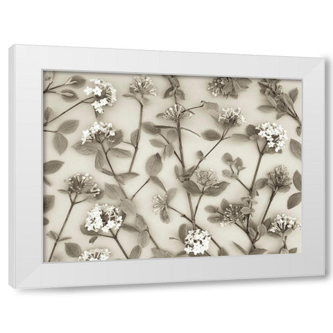 Viburnum Juddii flowers White Modern Wood Framed Art Print by Frank, Assaf