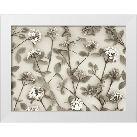 Viburnum Juddii flowers White Modern Wood Framed Art Print by Frank, Assaf