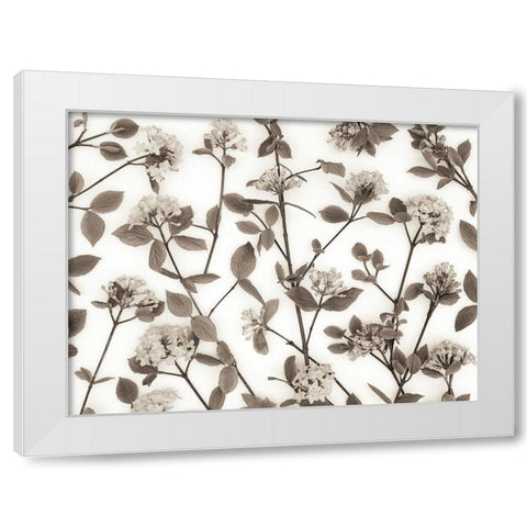 Viburnum Juddii flowers White Modern Wood Framed Art Print by Frank, Assaf