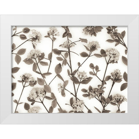 Viburnum Juddii flowers White Modern Wood Framed Art Print by Frank, Assaf