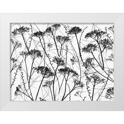 Silhouette of dried plants White Modern Wood Framed Art Print by Frank, Assaf