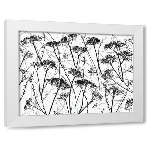 Silhouette of dried plants White Modern Wood Framed Art Print by Frank, Assaf