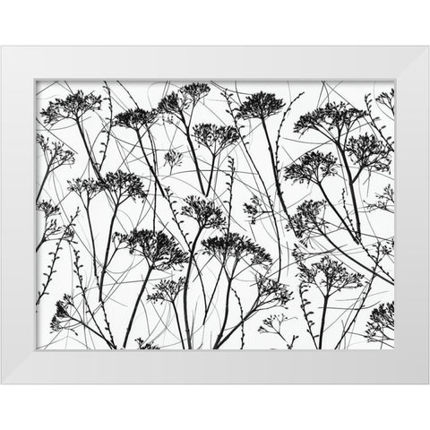 Silhouette of dried plants White Modern Wood Framed Art Print by Frank, Assaf