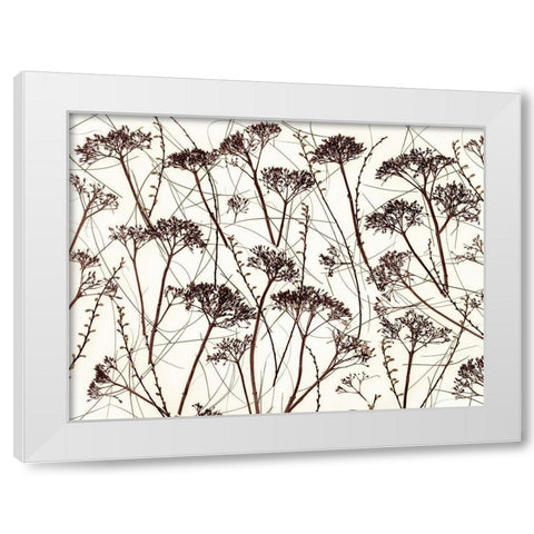 Dried Hydrangea White Modern Wood Framed Art Print by Frank, Assaf