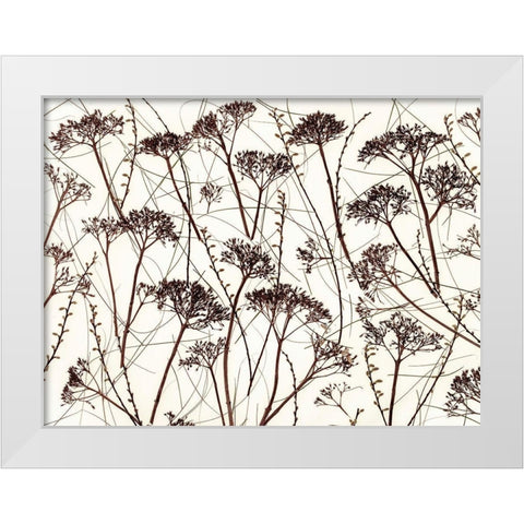 Dried Hydrangea White Modern Wood Framed Art Print by Frank, Assaf