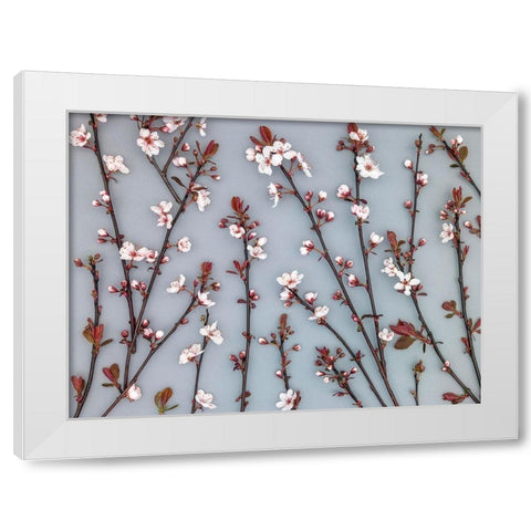 Twigs of Cherry plant White Modern Wood Framed Art Print by Frank, Assaf
