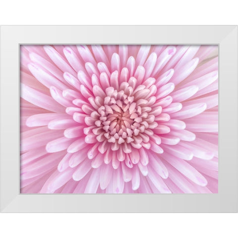 Close-up of Chrysanthemum flower, full frame White Modern Wood Framed Art Print by Frank, Assaf