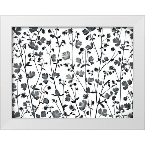 Columbine Aquilegia flowers White Modern Wood Framed Art Print by Frank, Assaf