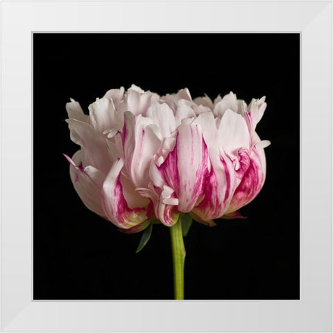 White pink Peony flower-close-up White Modern Wood Framed Art Print by Frank, Assaf