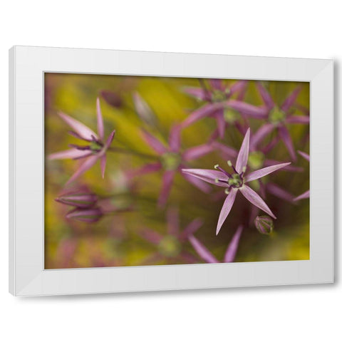 Purple allium flower-close-up White Modern Wood Framed Art Print by Frank, Assaf