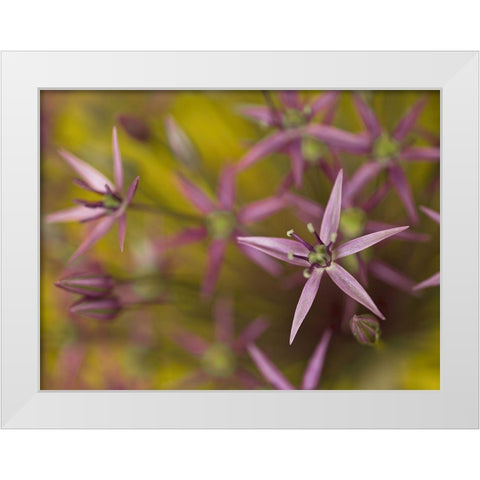 Purple allium flower-close-up White Modern Wood Framed Art Print by Frank, Assaf