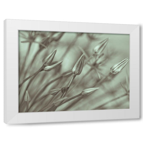 Allium flower-close-up White Modern Wood Framed Art Print by Frank, Assaf