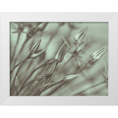 Allium flower-close-up White Modern Wood Framed Art Print by Frank, Assaf
