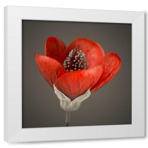 Close-up of red abutilon nabob White Modern Wood Framed Art Print by Frank, Assaf