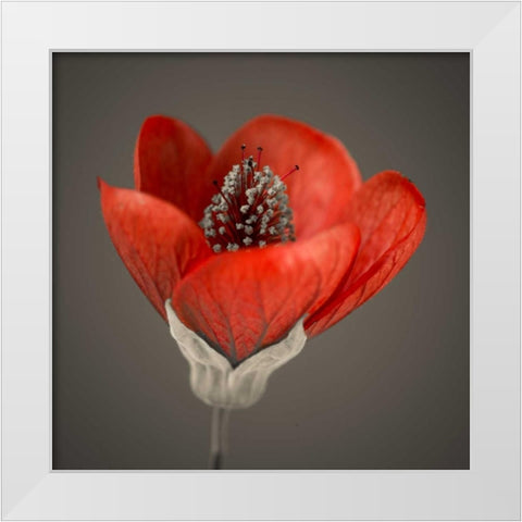 Close-up of red abutilon nabob White Modern Wood Framed Art Print by Frank, Assaf