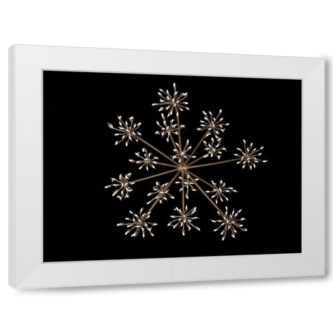 Cow parsley White Modern Wood Framed Art Print by Frank, Assaf
