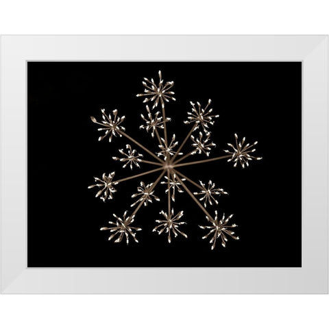 Cow parsley White Modern Wood Framed Art Print by Frank, Assaf