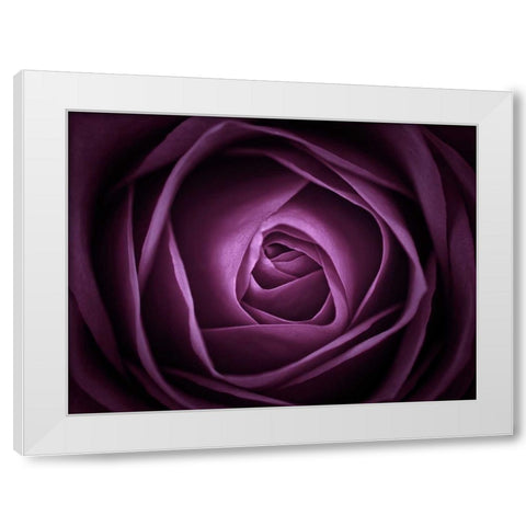 Close-up of purple rose, full frame White Modern Wood Framed Art Print by Frank, Assaf