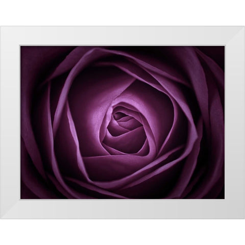 Close-up of purple rose, full frame White Modern Wood Framed Art Print by Frank, Assaf
