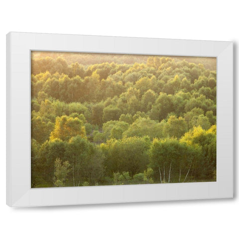Tree tops at dusk White Modern Wood Framed Art Print by Frank, Assaf