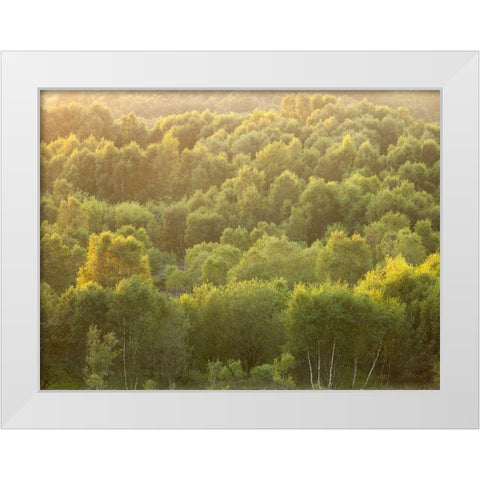 Tree tops at dusk White Modern Wood Framed Art Print by Frank, Assaf