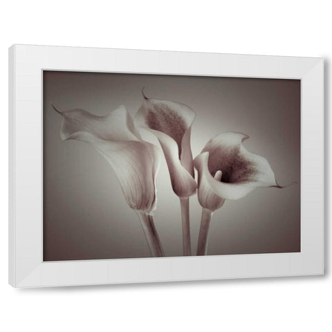 Close-up of three white Calla Lilies, Studio Shot White Modern Wood Framed Art Print by Frank, Assaf