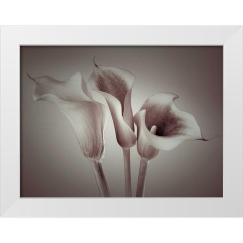 Close-up of three white Calla Lilies, Studio Shot White Modern Wood Framed Art Print by Frank, Assaf