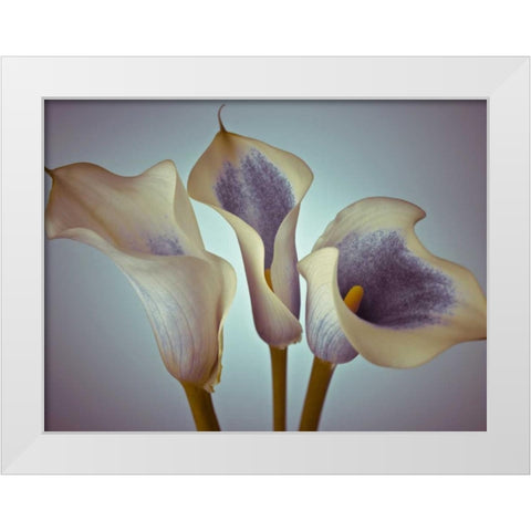 Close-up of three white Calla Lilies, Studio Shot White Modern Wood Framed Art Print by Frank, Assaf