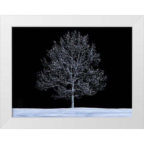 Single tree against skies in snow White Modern Wood Framed Art Print by Frank, Assaf