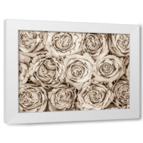 Background of roses White Modern Wood Framed Art Print by Frank, Assaf