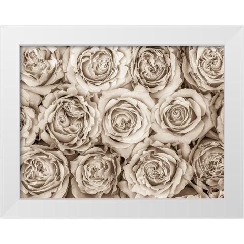 Background of roses White Modern Wood Framed Art Print by Frank, Assaf