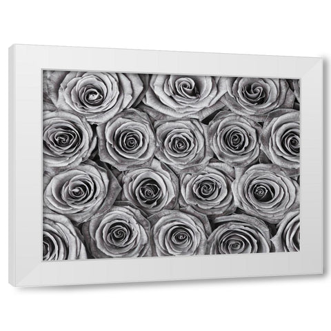 Background of roses White Modern Wood Framed Art Print by Frank, Assaf