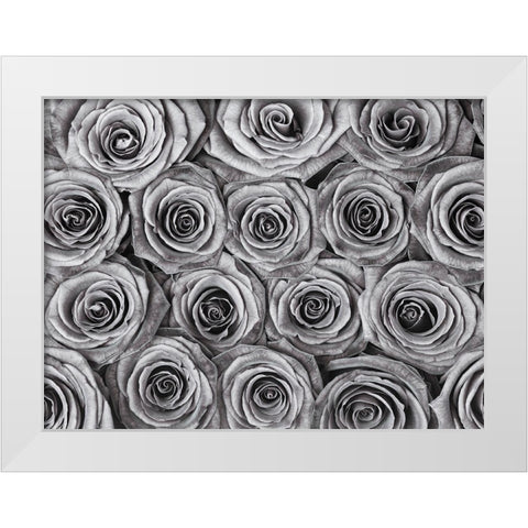 Background of roses White Modern Wood Framed Art Print by Frank, Assaf