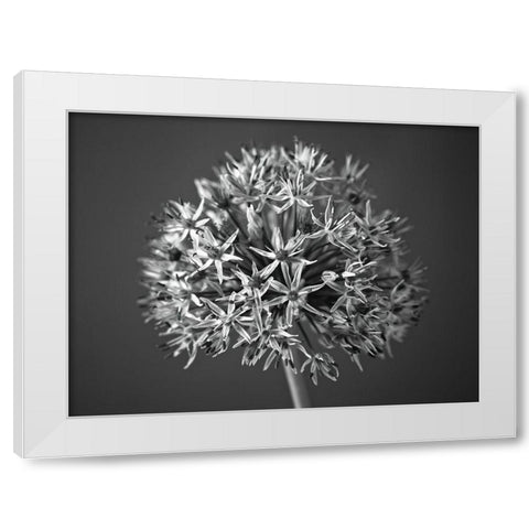 Allium flower White Modern Wood Framed Art Print by Frank, Assaf