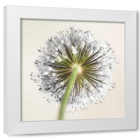 Allium flower White Modern Wood Framed Art Print by Frank, Assaf