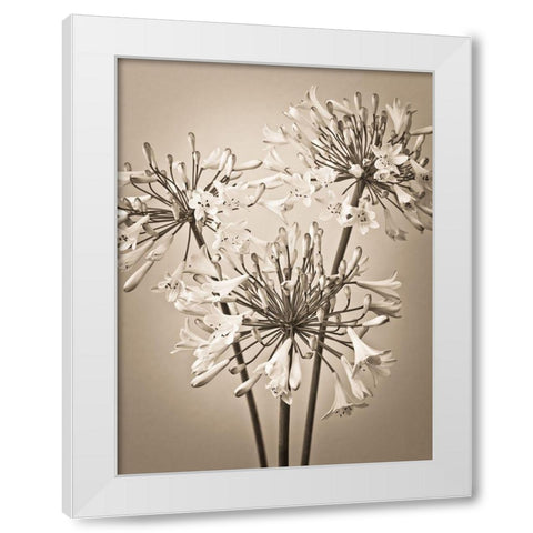 African Lilies White Modern Wood Framed Art Print by Frank, Assaf