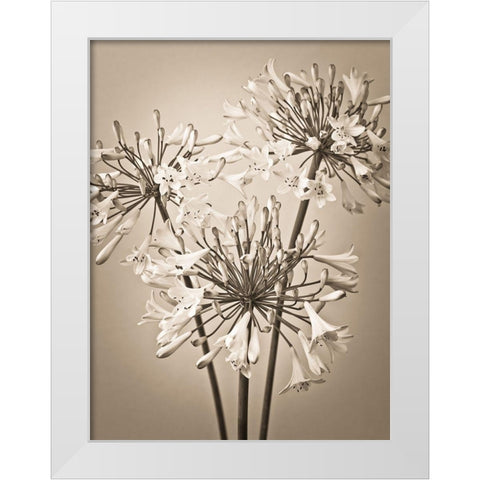 African Lilies White Modern Wood Framed Art Print by Frank, Assaf