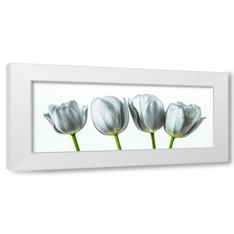 Four tulips White Modern Wood Framed Art Print by Frank, Assaf