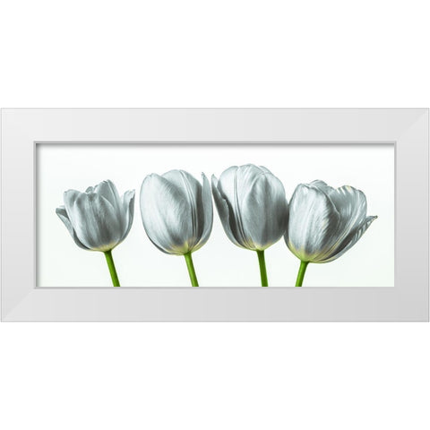 Four tulips White Modern Wood Framed Art Print by Frank, Assaf