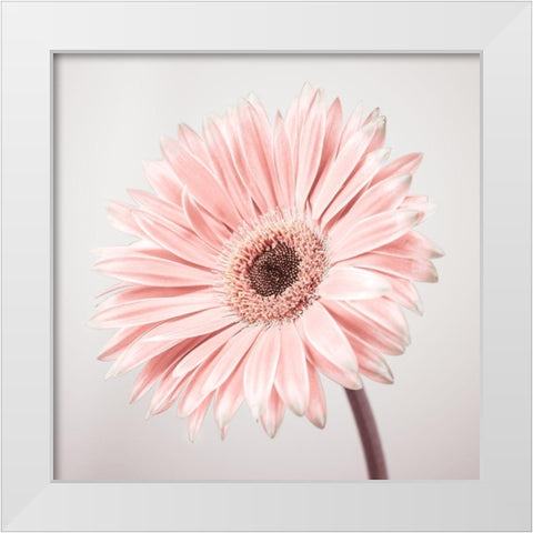 Gerbera Flower - FTBR-1927 White Modern Wood Framed Art Print by Frank, Assaf