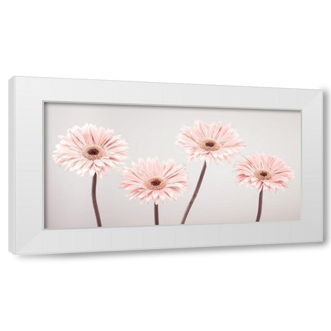 Four Gerberas, FTBR-1885 White Modern Wood Framed Art Print by Frank, Assaf