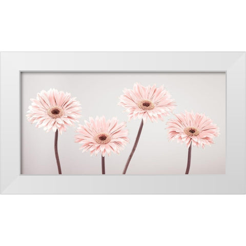 Four Gerberas, FTBR-1885 White Modern Wood Framed Art Print by Frank, Assaf
