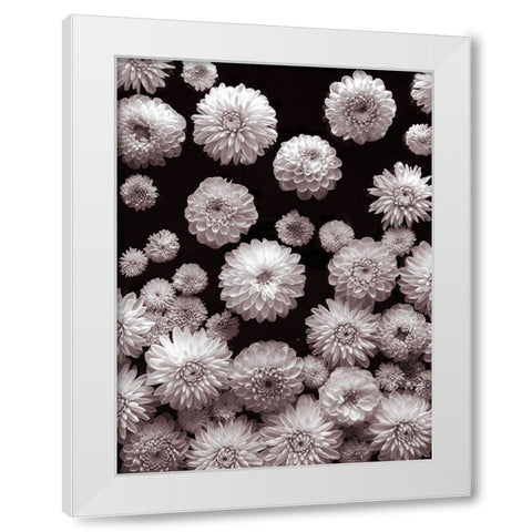 Dahlia Flowers-Full Frame White Modern Wood Framed Art Print by Frank, Assaf