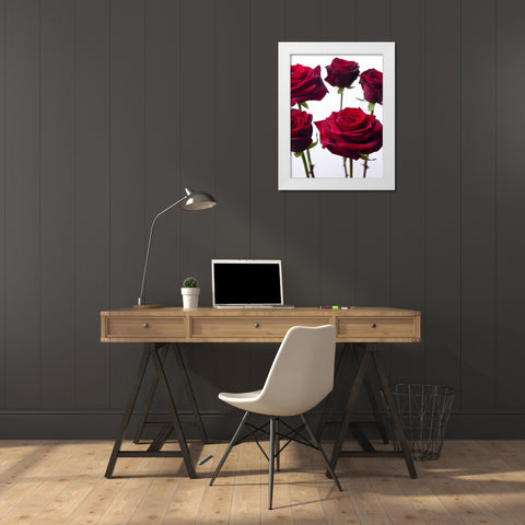 Full frame of fresh Dahlia flowers White Modern Wood Framed Art Print by Frank, Assaf